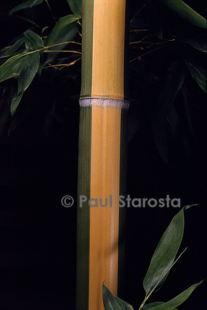 Phyllostachys viridis cv. Sulfurea (bambou)
