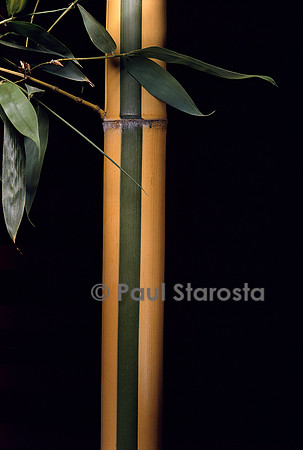 Phyllostachys viridis cv. Sulfurea (bambou)