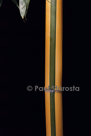 Phyllostachys viridis cv. Sulfurea (bambou)