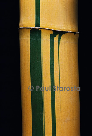 Phyllostachys viridis cv. Sulfurea (bambou)