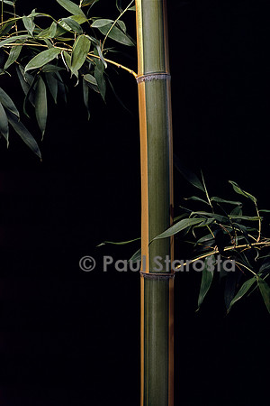 Phyllostachys viridis cv. Sulfurea (bambou)
