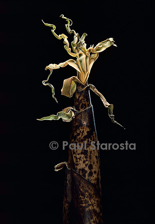 Phyllostachys vivax (bambou) - pousse