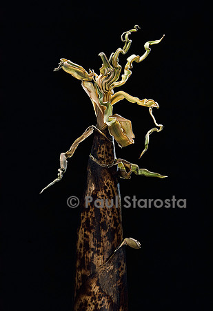 Phyllostachys vivax (bambou) - pousse