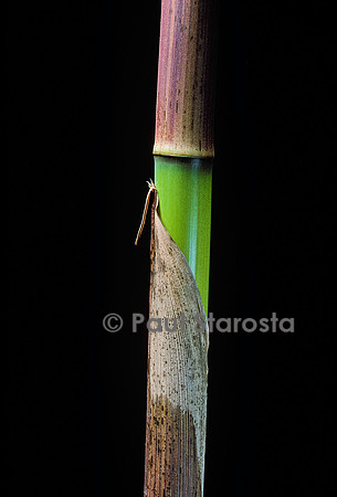 Phyllostachys flexuosa (bambou) - jeune chaume