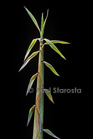 Phyllostachys flexuosa  (bambou) - pousse