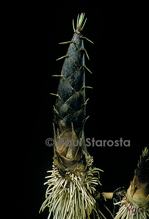 Phyllostachys pubescens (bambou Moso) - pousse
