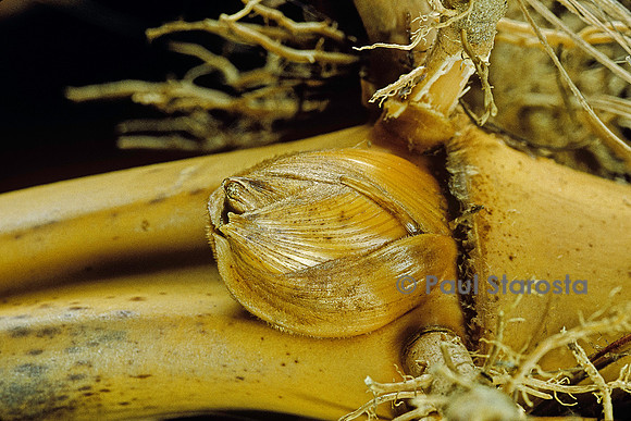 Phyllostachys pubescens (bambou Moso) - bourgeon de rhizome