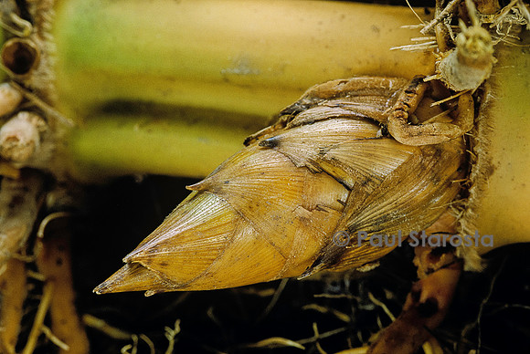 Phyllostachys pubescens (bambou Moso) - bourgeon de rhizome