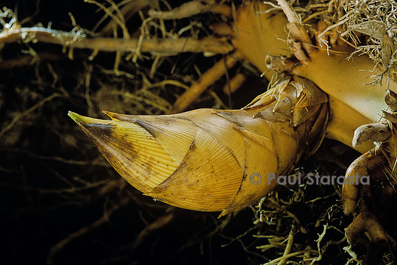 Phyllostachys pubescens (bambou Moso) - bourgeon de rhizome
