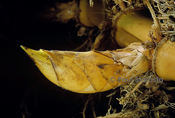 Phyllostachys pubescens (bambou Moso) - bourgeon de rhizome