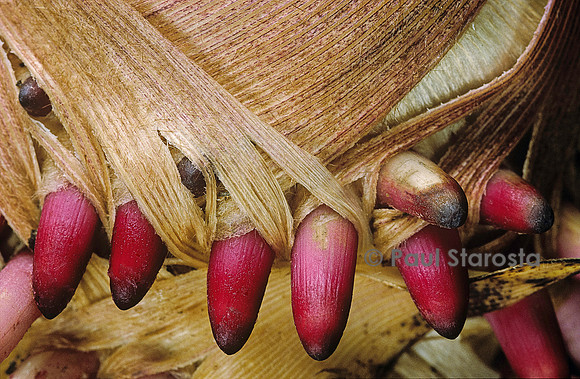 Phyllostachys pubescens (bambou Moso) - jeunes racines