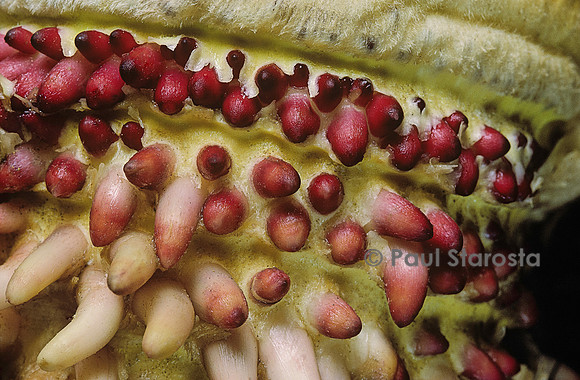 Phyllostachys pubescens (bambou Moso) - jeunes racines