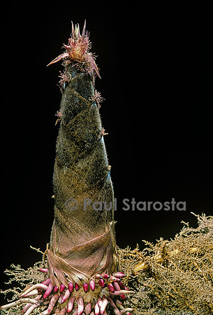 Phyllostachys pubescens (bambou Moso) - pousse