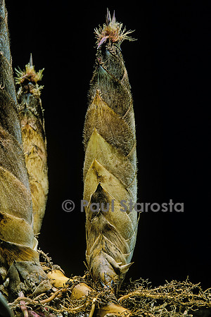 Phyllostachys pubescens (bambou Moso) - pousse