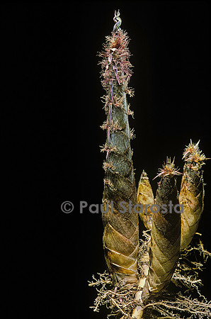 Phyllostachys pubescens (bambou Moso) - pousse