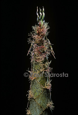 Phyllostachys pubescens (bambou Moso) - pousse