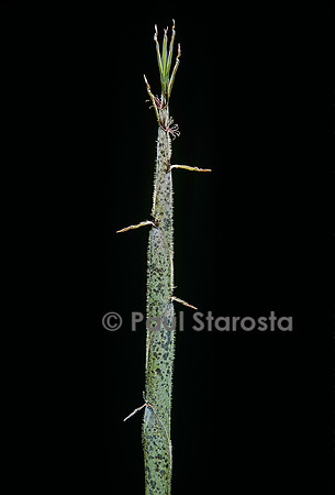 Phyllostachys pubescens (bambou Moso) - pousse