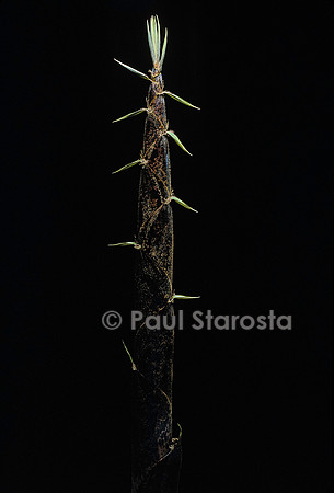 Phyllostachys pubescens (bambou Moso) - pousse
