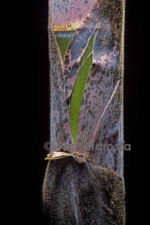 Phyllostachys pubescens (bambou Moso) - pousse