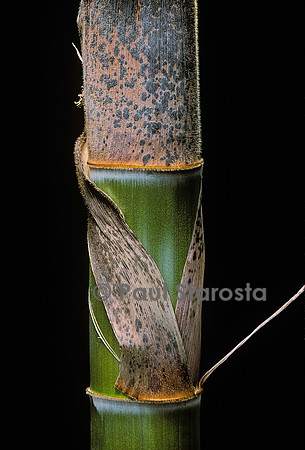 Phyllostachys pubescens (bambou Moso) - pousse