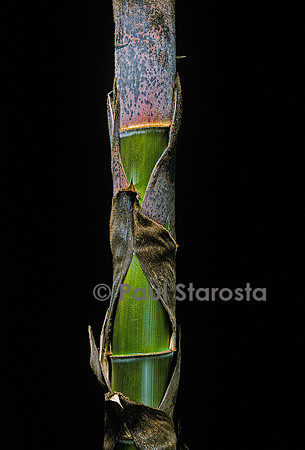 Phyllostachys pubescens (bambou Moso) - pousse