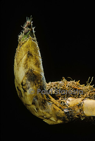 Phyllostachys pubescens (bambou Moso) - pousse