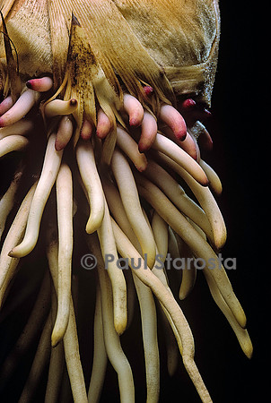 Phyllostachys pubescens (bambou Moso) - racines