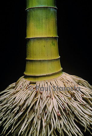 Phyllostachys pubescens (bambou Moso) - racines
