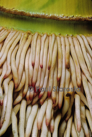 Phyllostachys pubescens (bambou Moso) - racines
