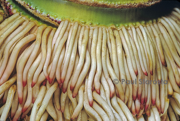 Phyllostachys pubescens (bambou Moso) - racines