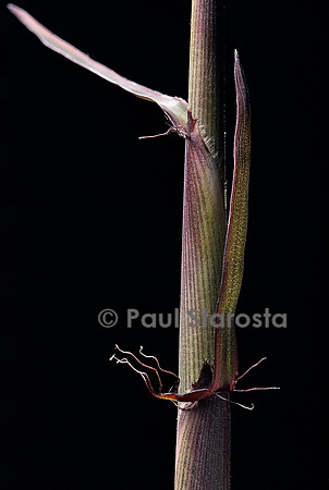 Phyllostachys humilis (bambou) - pousse