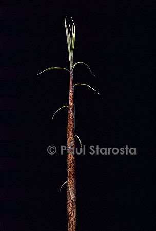 Phyllostachys incarnata (bambou) - pousse