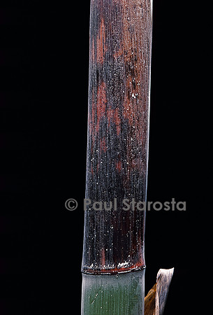 Phyllostachys iridescens (bambou) - pousse