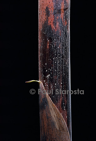 Phyllostachys iridescens (bambou) - pousse