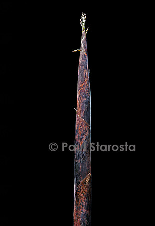 Phyllostachys iridescens (bambou) - pousse