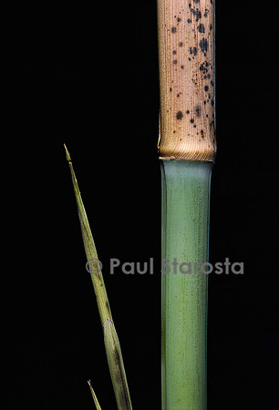 Phyllostachys meyeri (bambou) - pousse
