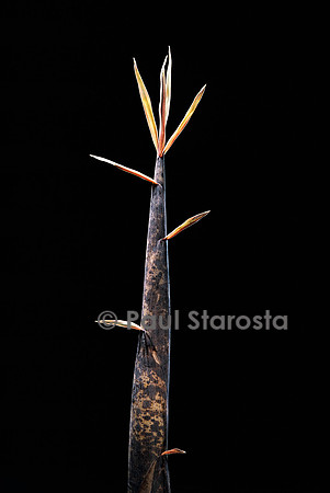 Phyllostachys meyeri (bambou) - pousse