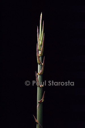 Phyllostachys nidularia (bambou) - pousse