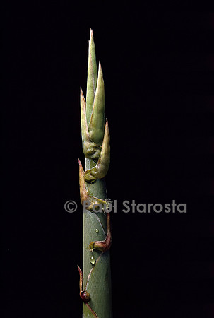 Phyllostachys nidularia (bambou) - pousse