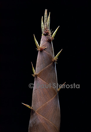 Phyllostachys nigra (bambou noir) - pousse