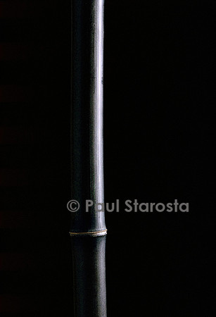 Phyllostachys nigra (bambou noir)