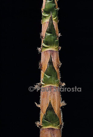 Phyllostachys nigra cv. Boryana (bambou noir) - pousse