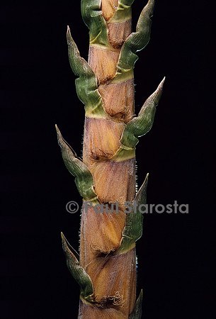 Phyllostachys nigra cv. Boryana (bambou noir) - pousse