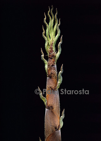 Phyllostachys nigra cv. Boryana (bambou noir) - pousse