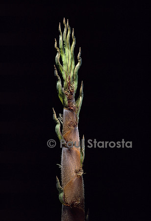 Phyllostachys nigra cv. Boryana (bambou noir) - pousse