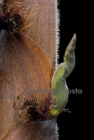 Phyllostachys nigra cv. Boryana (bambou noir) - pousse