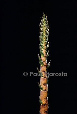 Phyllostachys nigra cv. Boryana (bambou noir) - pousse