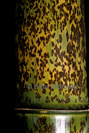Phyllostachys nigra cv. Boryana (bambou noir)