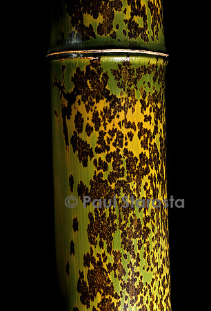Phyllostachys nigra cv. Boryana (bambou noir)