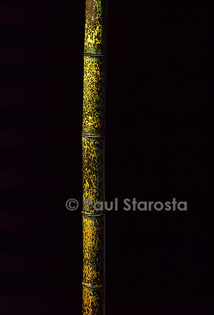 Phyllostachys nigra cv. Boryana (bambou noir)